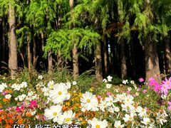 -上海共青森林公园