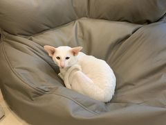 -飞行喵MR PILOT|猫舍·猫咖(静安大融城店)