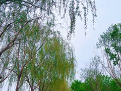 -西青郊野公园