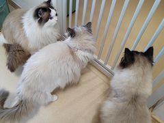 -猫在这儿猫咪咖啡馆·撸猫馆