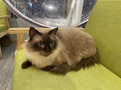 -猫亿天猫咖