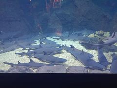 -烟台海昌鲸鲨海洋公园