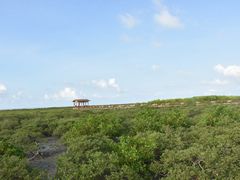 -北海金海湾红树林生态旅游区