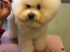 -小勇士宠物美容工作室