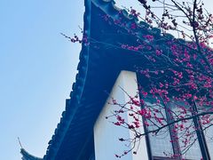 -八大山人梅湖景区