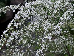 -中国茶叶博物馆(双峰馆区)