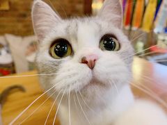 -more than meow吴止猫主题餐厅(承德 中船汇店)