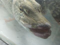 -煲来饱去冷水鱼