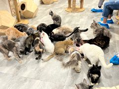 -楼上猫咖(罗湖店)