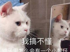-瑞派长江宠物医院·猫科·外科·24小时夜护(谊城公寓分院)