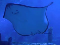 -西安曲江海洋极地公园