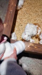 -酷嗒动物文化乐园(cutezoo西溪乐天城店)