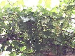 -万源龙顺度假庄园生态观光园