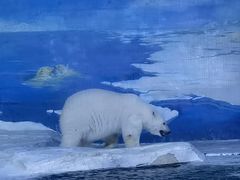 -海合安天津极地海洋公园