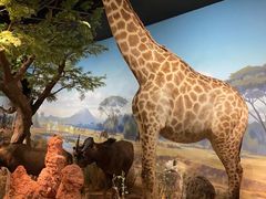 -陕西自然博物馆