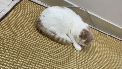 -柚子•猫美睫美甲