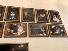 -猫大福·Fortune Cat猫舍(百子湾店)