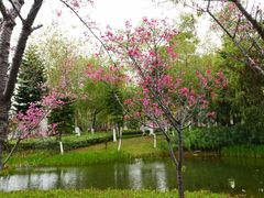 -映月湖公园