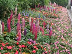 -西湖外事游船(花港观鱼码头)