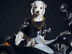 -超宠爱宠物摄影-Super pet