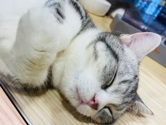 -屋虎猫馆(宝安大仟里店)