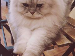 -猫友咖啡店(玉林西路店)