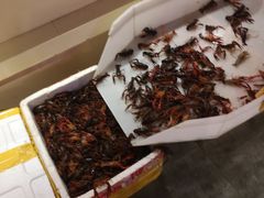 麻辣小龙虾-日进一片海.生腌海鲜火锅.宵夜烧烤(三里屯总店)