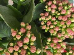 -双季花艺园艺市场(浦东店)
