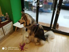 -李小姐の猫咖啡馆(五角场店)