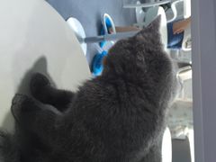 喵的天空-喵的天空名猫咖啡馆·撸猫·猫舍·用品