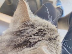 -喵园·猫主题咖啡厅·撸猫·猫咖(国贸店)