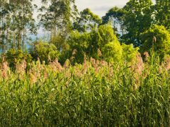 -白鹭湾湿地公园