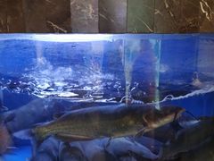 水产区-巴特餐饮6加1音乐餐吧·新疆菜