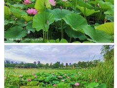 -澹台湖公园