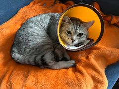 -嘉馨宠物医院·CT影像转诊·心脏科·犬猫全科诊疗中心(下沙大学城院区)