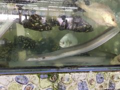 -明记海鲜大排档(巽寮湾店)