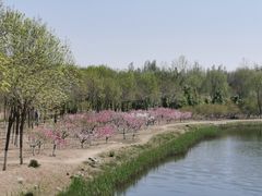 -大兴滨河森林公园