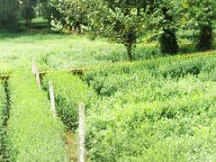 -野蔓果·山野菜(西湖景区·龙井茶田店)