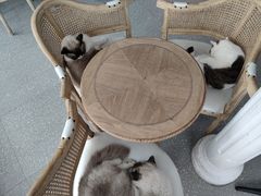 -共舞时光猫咖·狗咖(新街口店)