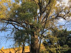 -普陀山风景名胜区-法雨禅寺