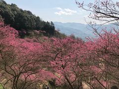 -新建村梅花