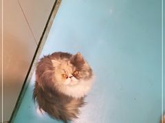-A猫a狗全科·犬猫异宠·芥西宠物医院(南开总院)