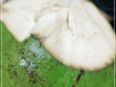 -定安爹辣汤饭(水巷口店)