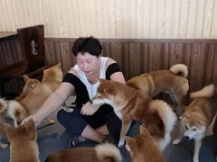 -柴源莊·柴小宠柴犬咖啡
