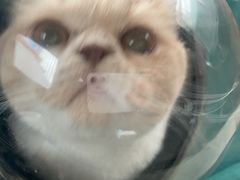 -伟伟宠物医院·瑞派猫友好医院·猫科(光谷店)