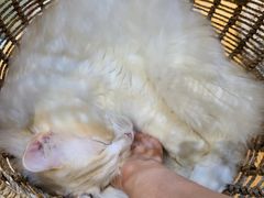 -藏猫猫咖啡主题馆(中央大道店)