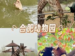 -合肥野生动物园