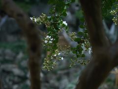 -艺圃