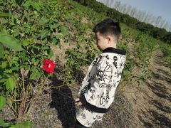 -海上花岛玫瑰园采摘