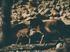 -杭州野生动物世界